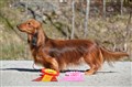 BIR LK Uddevalla-26 DSC_1275.JPG