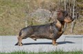 BIR SN Uddevalla -26 DSC_1373.JPG