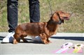 BIS Valp 6-9 Uddevalla -26 DSC_1211.JPG